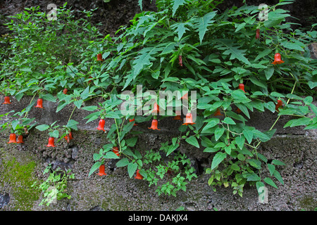 Secteur de bellflower (Alhambra canariensis), blooming, Canaries, La Palma, Los Tilos Banque D'Images