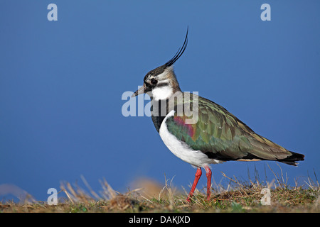 Le nord de sociable (Vanellus vanellus), homme dans un pré, Pays-Bas, Frise Banque D'Images