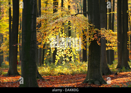 Le hêtre commun (Fagus sylvatica), la lumière du soleil dans une forêt de hêtres, Belgique, Ardennes Banque D'Images