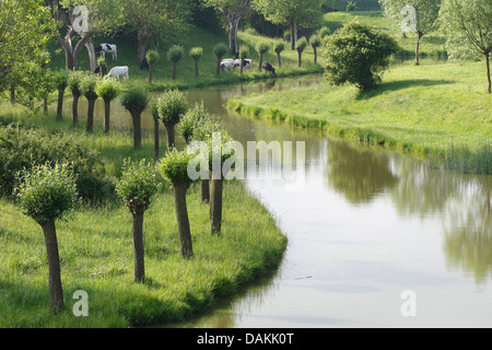 Le saule, l'osier (Salix spec.), Willow et bovins étêtés le long d'un canal, Belgique Banque D'Images