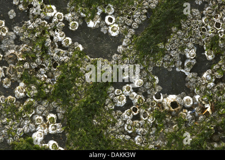 Northern Rock balane Balane commune d'acorn, rock balane (Semibalanus balanoides, Balanus balanoides), colonie sur rocher couvert d'algues, Belgique Banque D'Images