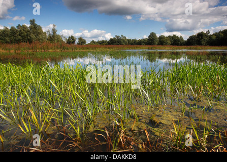 La bur-reed (Sparganium erectum), Millingerwaard ; Molenhoek, Pays-Bas, Gueldre Banque D'Images