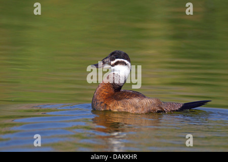 L'érismature à tête blanche (Oxyura leucocephala), femme, natation, Espagne, Ciudad Real Banque D'Images