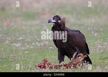 Cinereous vulture (Platycnemis monachus), plumage immature de vautour , debout à une brebis morte, l'Espagne, l'Estrémadure Banque D'Images