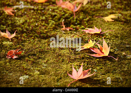 Les feuilles d'automne indiquant le changement de saison à Kyoto, au Japon. Banque D'Images