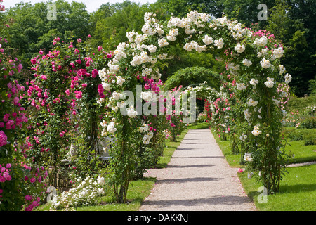 Plantes ornementales rosier (Rosa spec.), le chemin à travers les arches rose dans un jardin de roses, Allemagne Banque D'Images