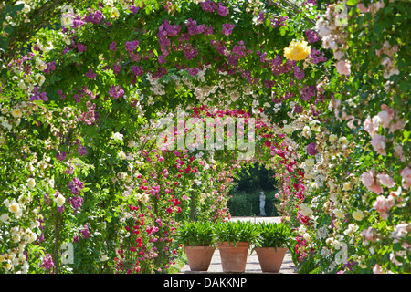 Plantes ornementales rosier (Rosa spec.), rose arches dans un jardin de roses en fleurs, Allemagne Banque D'Images