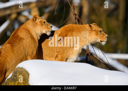 Lion (Panthera leo), deux femelles en paysage d'hiver Banque D'Images