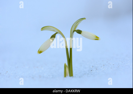 Snowdrop Galanthus nivalis (commune), deux snodrop fleurs dans la neige, Allemagne Banque D'Images