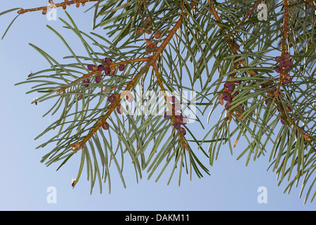 Le sapin blanc, Colorado fir (Abies concolor), branches Banque D'Images