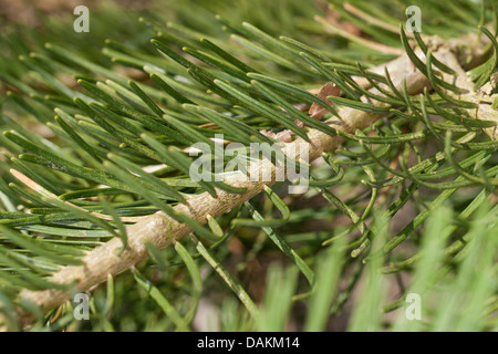 Le sapin blanc, Colorado fir (Abies concolor), aiguilles Banque D'Images