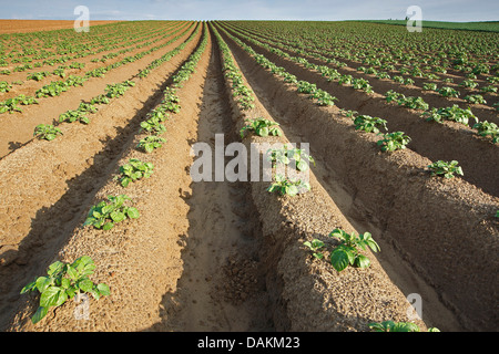 La pomme de terre (Solanum tuberosum), les jeunes plants de pommes de terre sur un champ de pommes de terre au printemps, Belgique Banque D'Images