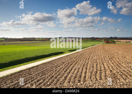 La pomme de terre (Solanum tuberosum), champ de pommes de terre au printemps, Belgique Banque D'Images