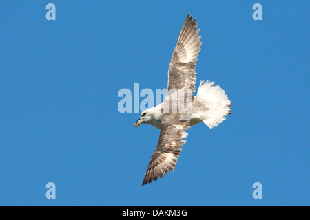 Le fulmar boréal (Fulmarus glacialis), en vol, de l'Islande Banque D'Images