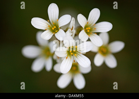 Meadow saxifrage (Saxifraga granulata), fleurs, Belgique, Limbourg Banque D'Images