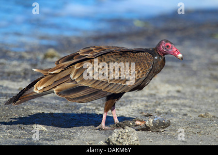 Urubu à tête rouge (Cathartes aura), debout sur le sol avec un poisson, USA, Floride Banque D'Images