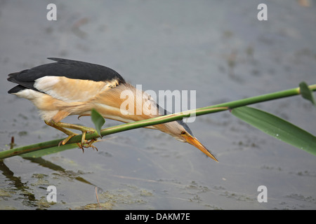 Blongios nain (Ixobrychus minutus), homme à la recherche de nourriture, la Grèce, le lac Kerkini Banque D'Images