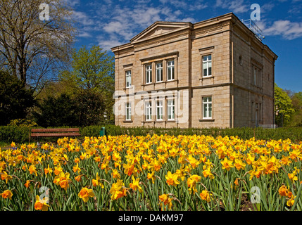 Floraison des jonquilles dans le parc municipal avec ancien villa Lohmann comme un bureau de l'enregistrement, l'Allemagne, en Rhénanie du Nord-Westphalie, Ruhr, Witten Banque D'Images