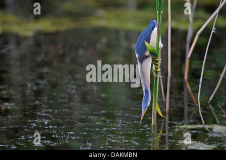 Blongios nain (Ixobrychus minutus), homme à la recherche de nourriture dans des roseaux, Grèce, Macédoine, Lake Kerkini Banque D'Images