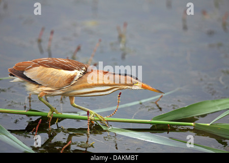 Blongios nain (Ixobrychus minutus), femme à la recherche de nourriture , la Grèce, la Macédoine, le lac Kerkini Banque D'Images