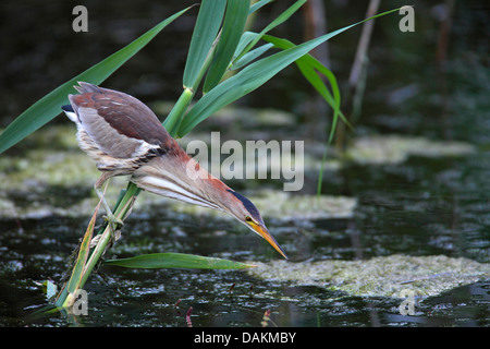 Blongios nain (Ixobrychus minutus), femme à la recherche de nourriture dans les roseaux, la Grèce, la Macédoine, le lac Kerkini Banque D'Images