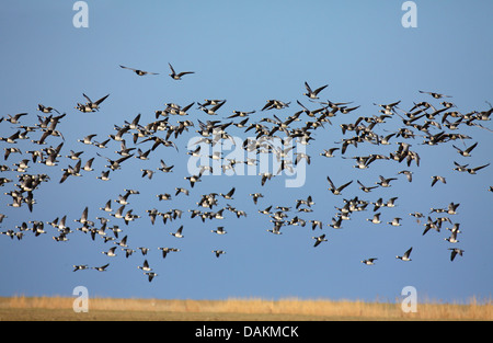 Bernache nonnette (Branta leucopsis), flying flock, Pays-Bas, Frise Banque D'Images