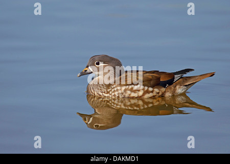 Canard mandarin (Aix galericulata), femme natation, image miroir, Frise, Pays-Bas Banque D'Images