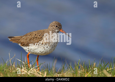 Chevalier gambette (Tringa totanus), debout à la côte, Pays-Bas, Frise Banque D'Images