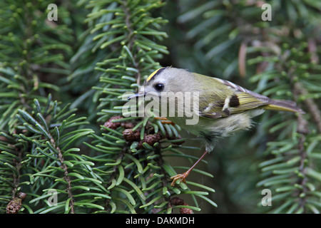 Goldcrest (Regulus regulus), assis dans un épicéa, Allemagne, NRW Banque D'Images