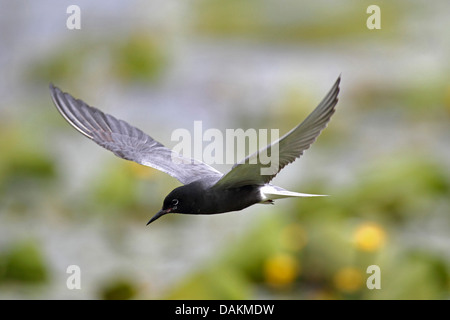 Guifette noire (Chlidonias niger), vol , Pays-Bas, Gueldre Banque D'Images