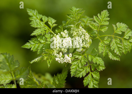 Cerfeuil cerfeuil commun, jardin (Anthriscus cerefolium), inflorescence Banque D'Images