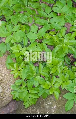 Rez-de-aîné, goutweed (Aegopodium podagraria), les jeunes feuilles, Allemagne Banque D'Images
