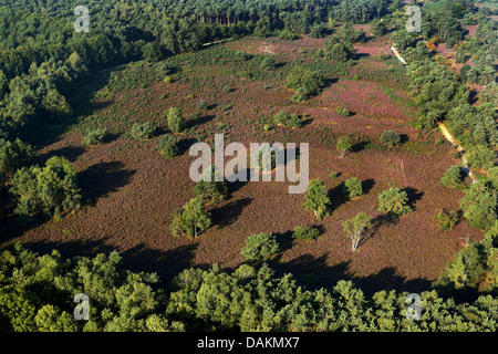 Vue aérienne de blooming heath, Belgique, Limbourg, Hoge Kempen National Park Banque D'Images