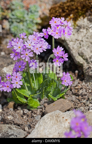 Primevère Laurentienne (Primula farinosa), blooming, Allemagne Banque D'Images