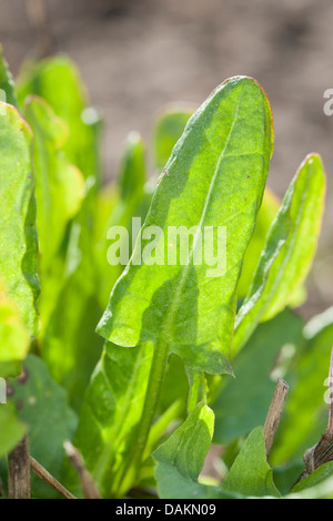 L'oseille commune, oseille, oseille rouge vert, de brebis, de l'oseille (Rumex acetosa oseille jardin), les jeunes feuilles en rétro-éclairage, Allemagne Banque D'Images