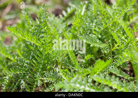Achillée millefeuille, Achillea millefolium achillée (commune), les jeunes feuilles, Allemagne Banque D'Images