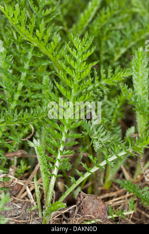 Achillée millefeuille, Achillea millefolium achillée (commune), les jeunes feuilles, Allemagne Banque D'Images