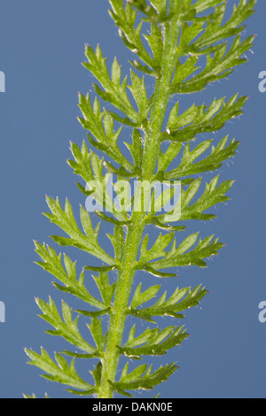 Achillée millefeuille, Achillea millefolium achillée (commune), les jeunes feuilles, Allemagne Banque D'Images