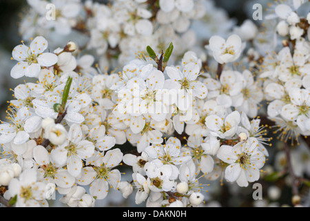 Prunellier, prunelle (Prunus spinosa), Direction générale de la floraison, Allemagne Banque D'Images