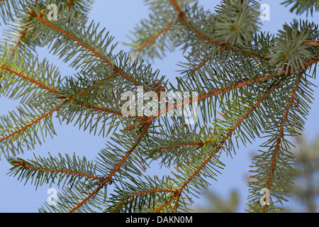 Epicéa de Sitka (Picea sitchensis), de la direction générale ci-dessous Banque D'Images