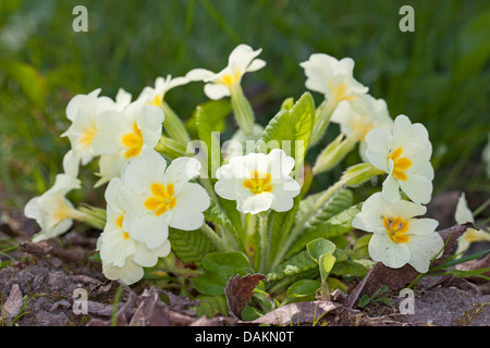 Vrai Français (primrose Primula acaulis, Primula vulgaris), blooming Banque D'Images