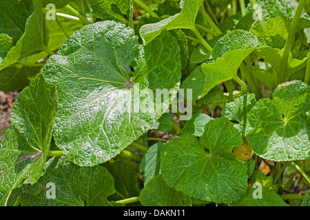 Holly Hock, rose trémière (Alcea rosea, Althaea rosea), feuilles Banque D'Images