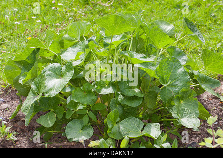 Holly Hock, rose trémière (Alcea rosea, Althaea rosea), feuilles Banque D'Images