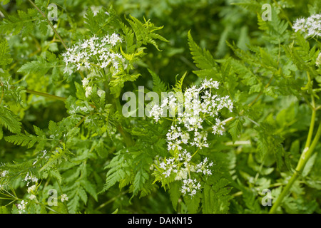 Sweet cicely, Anis, Cicely, Espagnol (Myrrhis odorata Cerfeuil, Scandix odorata), blooming, Allemagne Banque D'Images