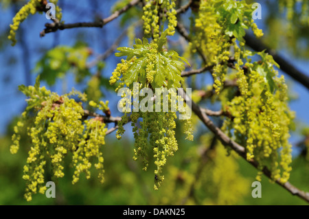 Le chêne commun, le chêne pédonculé, chêne pédonculé (Quercus robur), les inflorescences mâles et les jeunes feuilles, Allemagne Banque D'Images