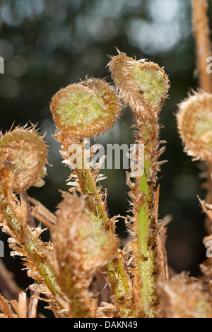 Fougère mâle (Dryopteris filix-mas), les jeunes feuilles, Allemagne Banque D'Images