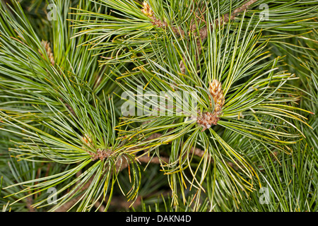 En pin cembro, arolla pin (Pinus cembra), branche, Allemagne Banque D'Images