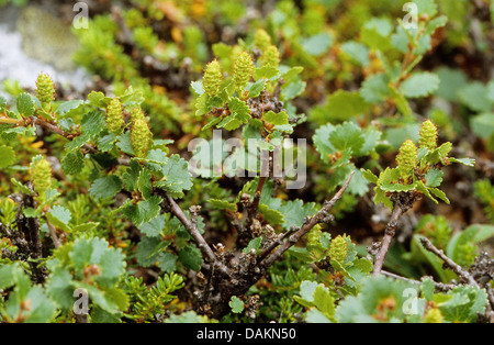 Bon bouleau glanduleux (Betula nana), blooming, Allemagne Banque D'Images