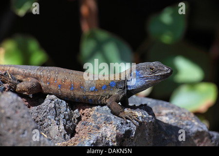 Île des Canaries (Lézard Gallotia galloti galloti), homme couché sur une pierre au soleil, Canaries, La Palma, Puerto Naos Banque D'Images