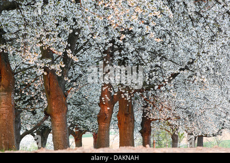 De cerise sauvage, cerise, gean, le merisier (Prunus avium), la floraison des arbres fruitiers du verger, Belgique, Brussel Banque D'Images